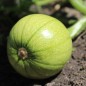 Preview: Zucchini Tatume (Samen)