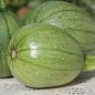 Preview: Zucchini Tatume (Samen)