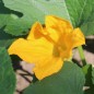 Preview: Zucchini Tatume (Samen)