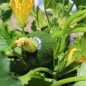 Preview: Zucchini Tondo Scurro di Piacenta (Samen)