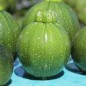 Preview: Zucchini Tondo Scurro di Piacenta (Samen)