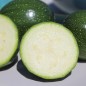 Preview: Zucchini Tondo Scurro di Piacenta (Samen)