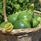 Preview: Zucchini Tondo Scurro di Piacenta (Samen)