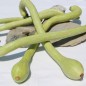 Preview: Zucchini Tromboncino d'Albenga (Samen)