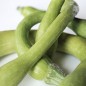 Preview: Zucchini Tromboncino d'Albenga (Samen)