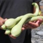 Preview: Zucchini Tromboncino d'Albenga (Samen)