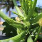 Preview: Zucchini Verte Noire Maraichere (Samen)