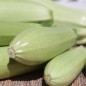Preview: Zucchini Zloty Cepelin (Samen)