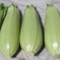 Preview: Zucchini Zloty Cepelin (Samen)