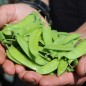 Preview: Zuckererbse Dwarf Gray Sugar (Samen)