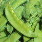 Preview: Zuckererbse Dwarf Gray Sugar (Samen)