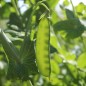 Preview: Zuckererbse Oregon Sugar Pod II (Samen)