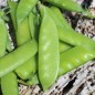 Preview: Zuckererbse Oregon Sugar Pod II (Samen)
