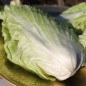 Preview: Zuckerhutsalat (Samen)