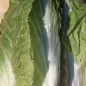 Preview: Zuckerhutsalat (Samen)