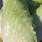 Preview: Zuckerhutsalat (Samen)