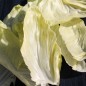Preview: Zuckerhutsalat (Samen)