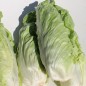Preview: Zuckerhutsalat (Samen)