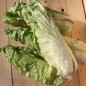 Preview: Zuckerhutsalat Bianca di Milano (Samen)
