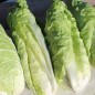 Preview: Zuckerhutsalat Bianca di Milano (Samen)