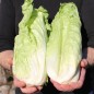 Preview: Zuckerhutsalat Bianca di Milano (Samen)