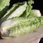 Preview: Zuckerhutsalat Bianca di Milano (Samen)
