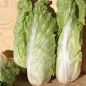Preview: Zuckerhutsalat Bianca di Milano (Samen)
