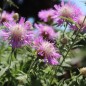 Preview: Zweifarbige Flockenblume (Samen)