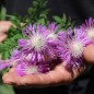 Preview: Zweifarbige Flockenblume (Samen)