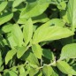 Preview: Zweifarbige Flockenblume (Samen)