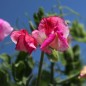 Preview: Zwerg-Duftwicke Cupid Cherry (Samen)