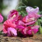 Preview: Zwerg-Duftwicke Cupid Cherry (Samen)