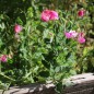 Preview: Zwerg-Duftwicke Cupid Cherry (Samen)