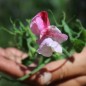 Preview: Zwerg-Duftwicke Cupid Cherry (Samen)