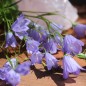 Preview: Zwerg-Glockenblume blau (Samen)
