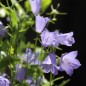 Preview: Zwerg-Glockenblume blau (Samen)