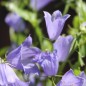 Preview: Zwerg-Glockenblume blau (Samen)