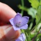 Preview: Zwerg-Glockenblume blau (Samen)