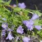 Preview: Zwerg-Glockenblume blau (Samen)