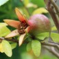 Preview: Zwerg-Granatapfel (Samen)