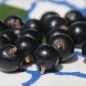 Preview: Zwerg-Johannisbeere Little Black Sugar (Pflanze)