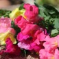 Preview: Zwerg-Löwenmäulchen Mixed Colours (Samen)