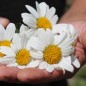 Preview: Zwerg-Margerite Silberprinzesschen (Samen)