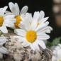 Preview: Zwerg-Margerite Silberprinzesschen (Samen)