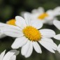 Preview: Zwerg-Margerite Silberprinzesschen (Samen)