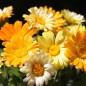 Preview: Ringelblume Citrus Mixture (Samen)