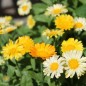 Preview: Ringelblume Citrus Mixture (Samen)