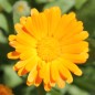 Preview: Ringelblume Citrus Mixture (Samen)