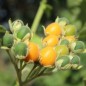Preview: Zwerg-Tamarillo (Samen)