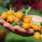Preview: Zwerg-Tamarillo (Samen)